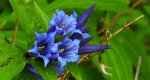 Goryczka trojeściowa (Gentiana asclepiadea)