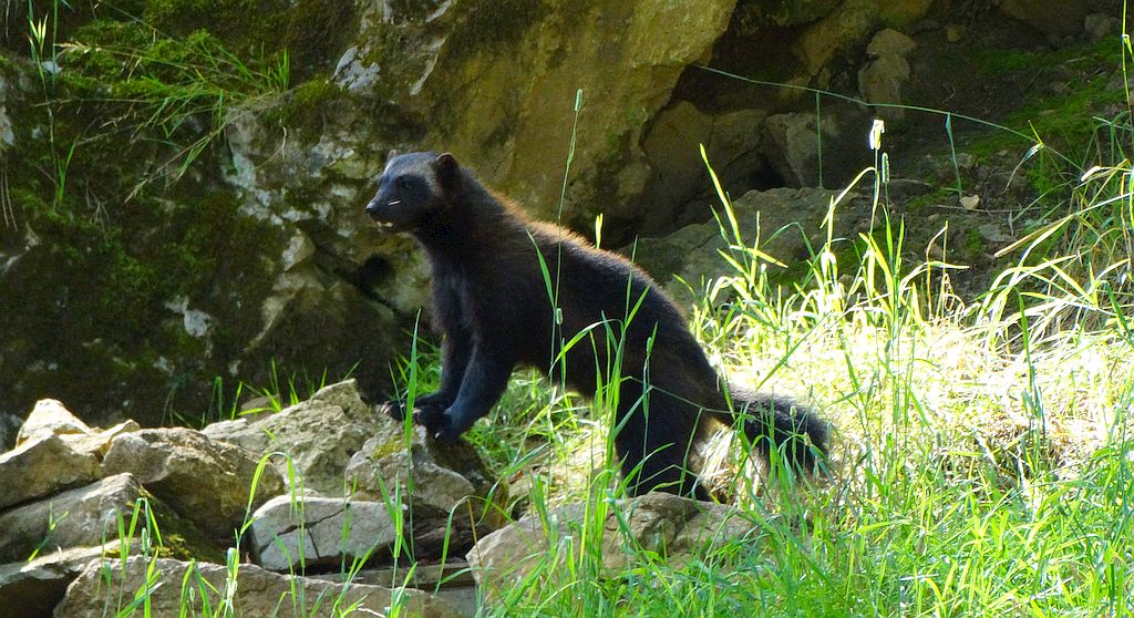 Rosomak tundrowy, rosomak (Gulo gulo)