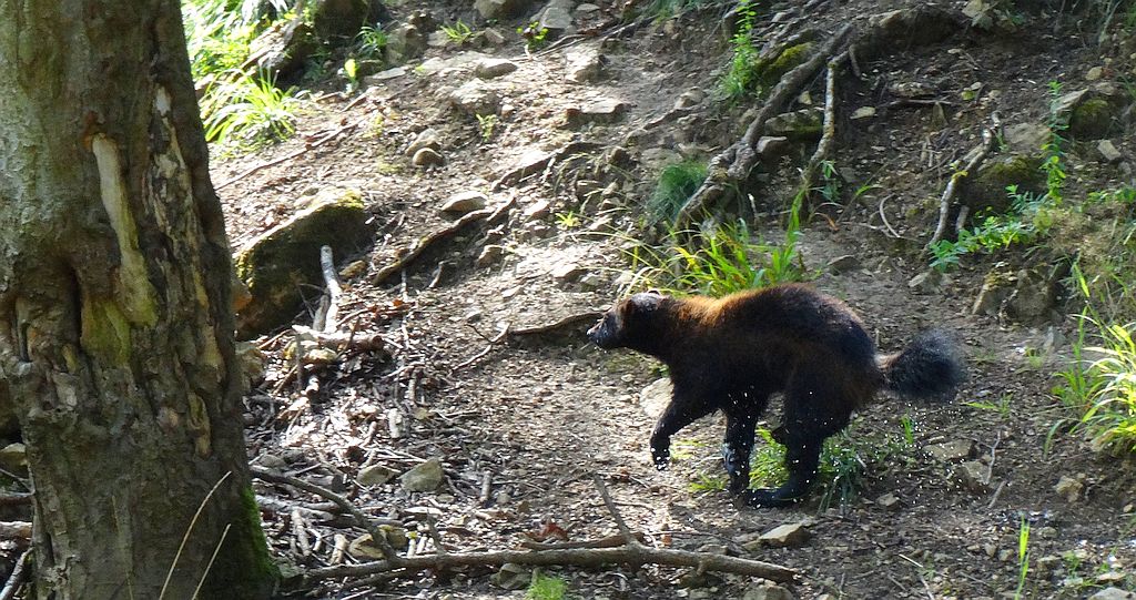 Rosomak tundrowy, rosomak (Gulo gulo)