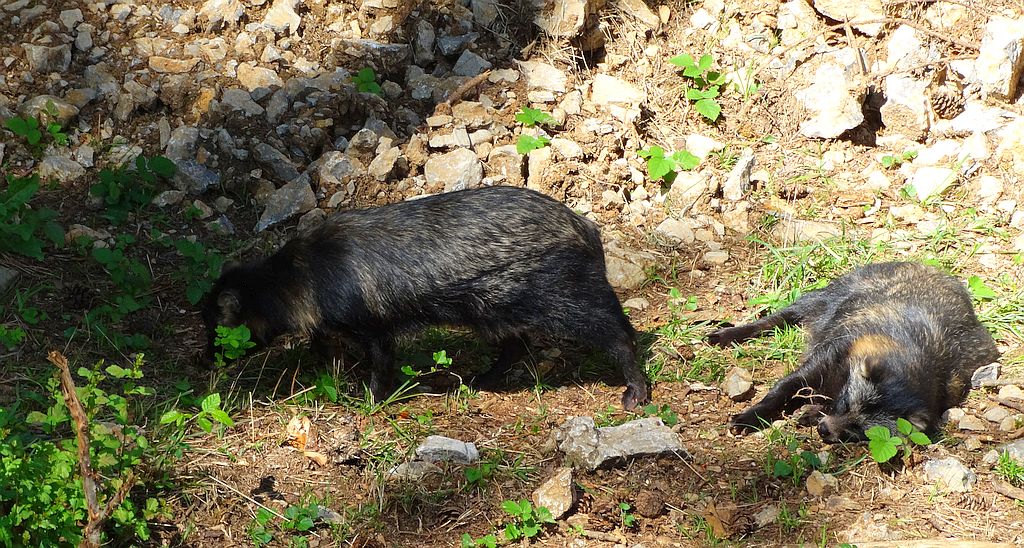Jenot (Nyctereutes procyonoides)