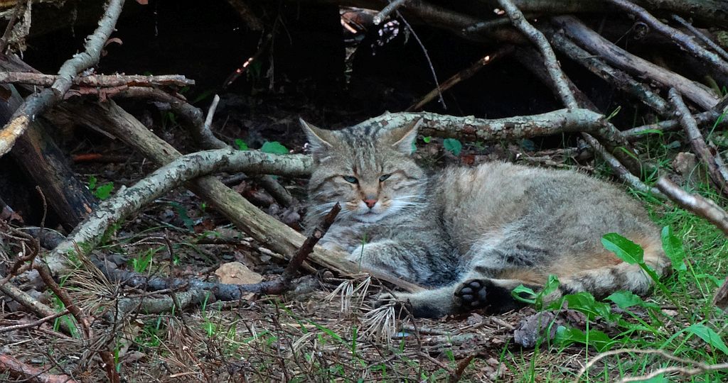 Żbik europejski, żbik, żbik szkocki (Felis silvestris)