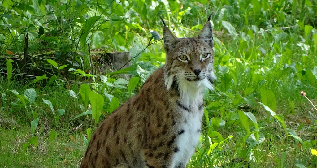Ryś (Lynx)