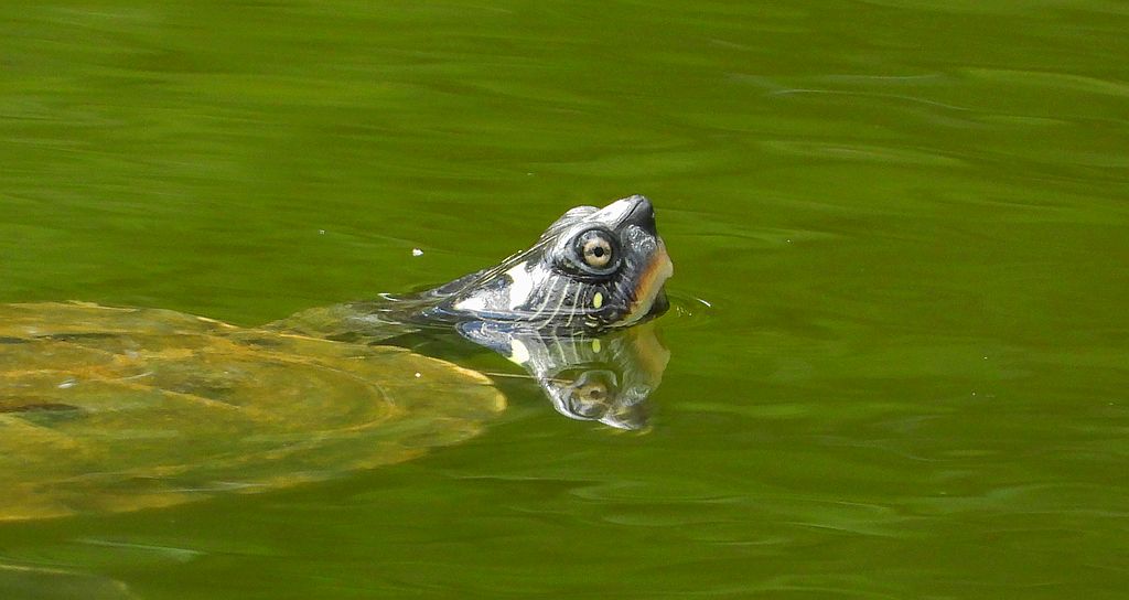 Żółw ozdobny (Trachemys scripta)