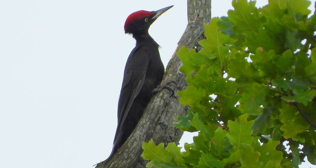 Dzięcioł czarny (Dryocopus martius)