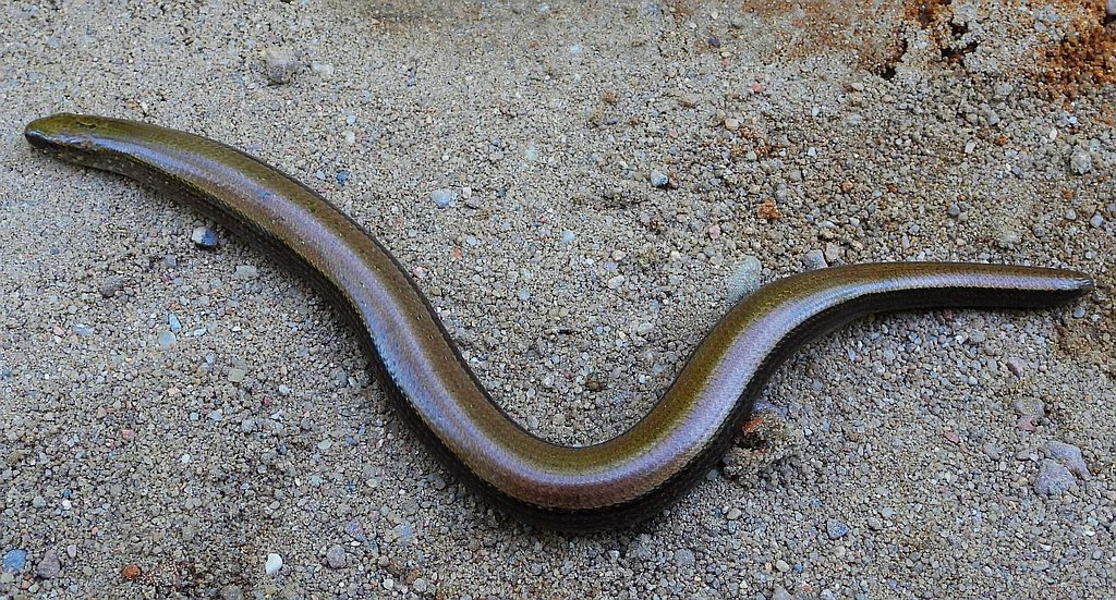 Padalec zwyczajny (Anguis fragilis)