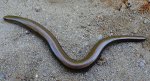 Padalec zwyczajny (Anguis fragilis)