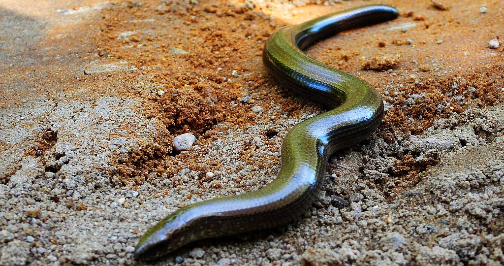 Padalec zwyczajny (Anguis fragilis)