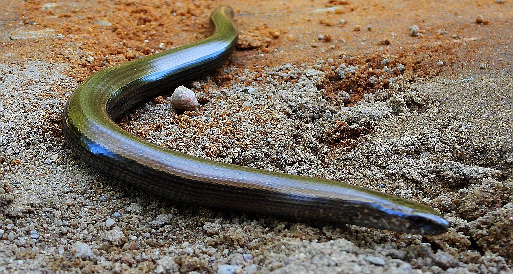 Padalec zwyczajny (Anguis fragilis)
