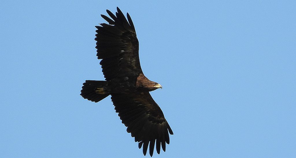 Orlik krzykliwy (Aquila pomarina)