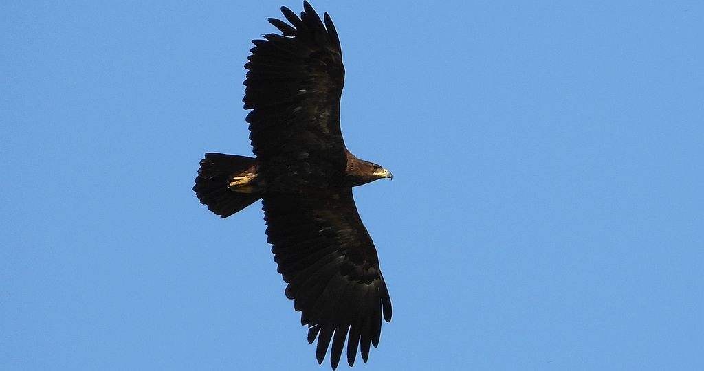 Orlik krzykliwy (Aquila pomarina)