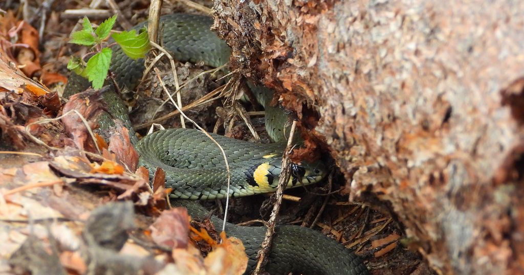 Zaskroniec zwyczajny (Natrix natrix)