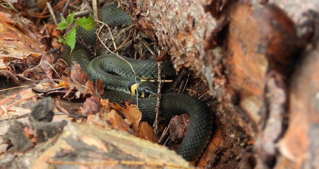 Zaskroniec zwyczajny (Natrix natrix)