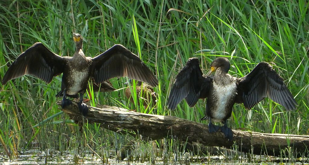 Kormoran zwyczajny, kormoran, kormoran czarny (Phalacrocorax carbo)