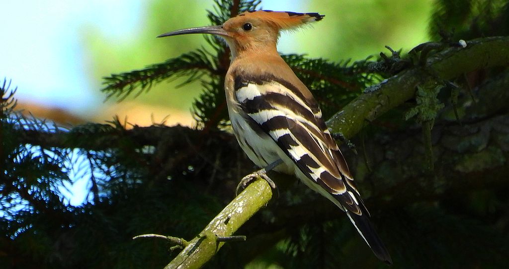 Dudek, dudek zwyczajny (Upupa epops)