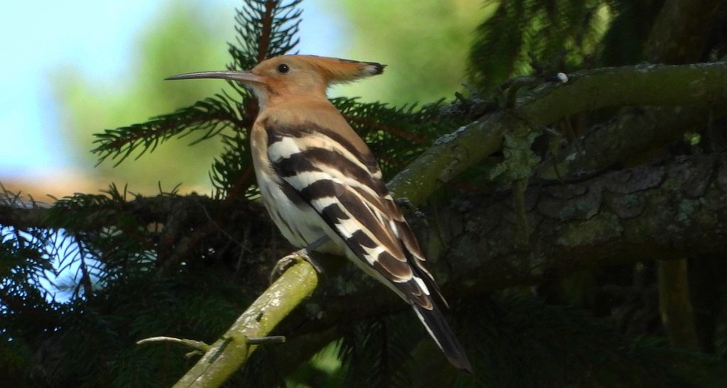 Dudek, dudek zwyczajny (Upupa epops)