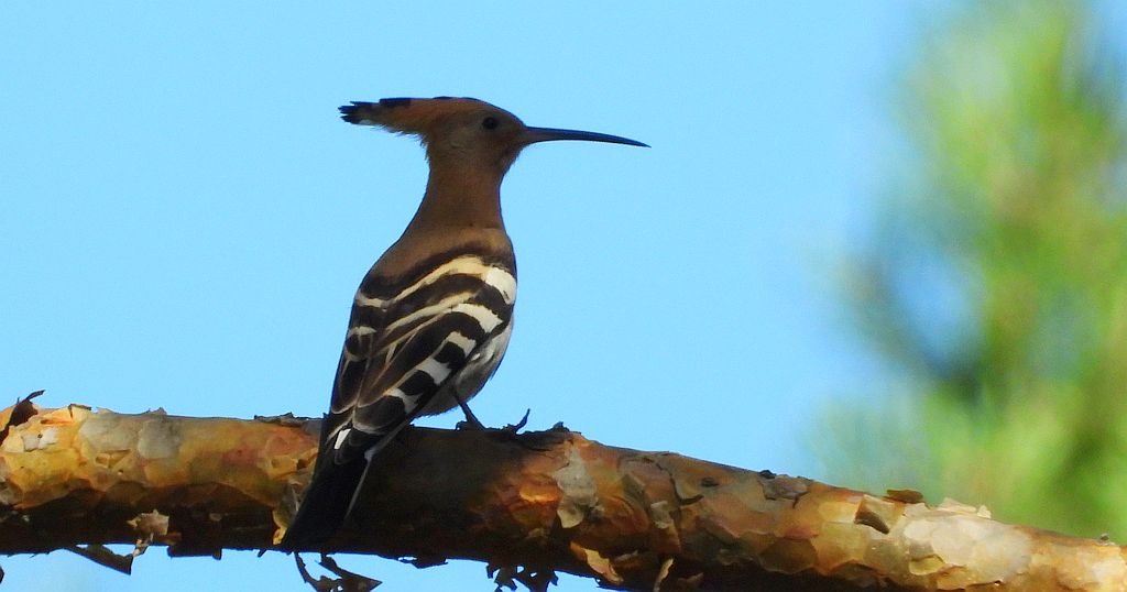 Dudek, dudek zwyczajny (Upupa epops)