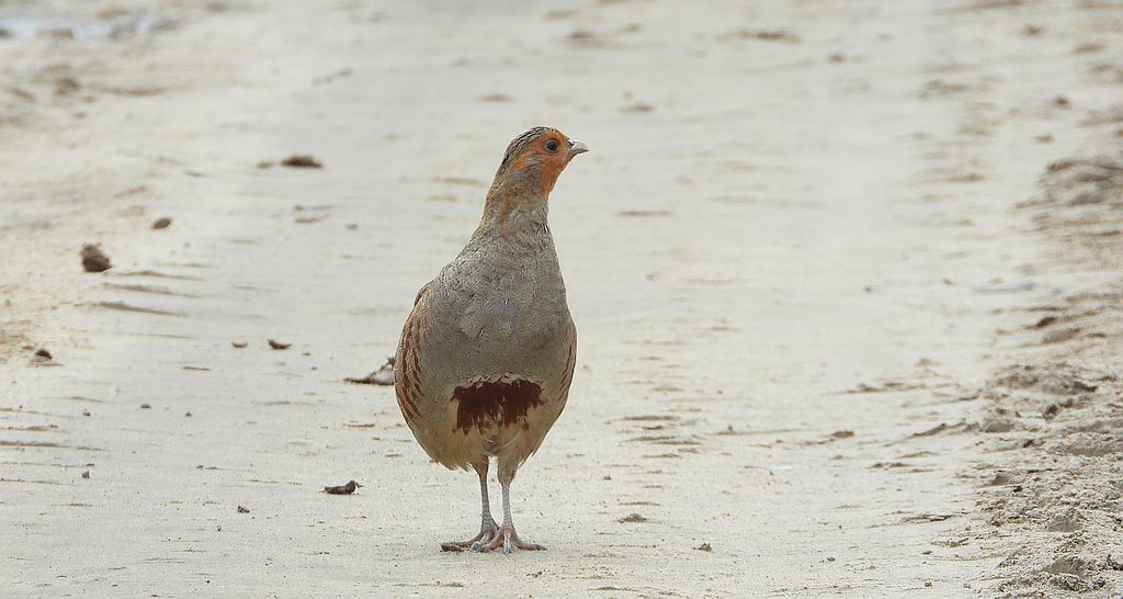 Kuropatwa zwyczajna, kuropatwa (Perdix perdix)