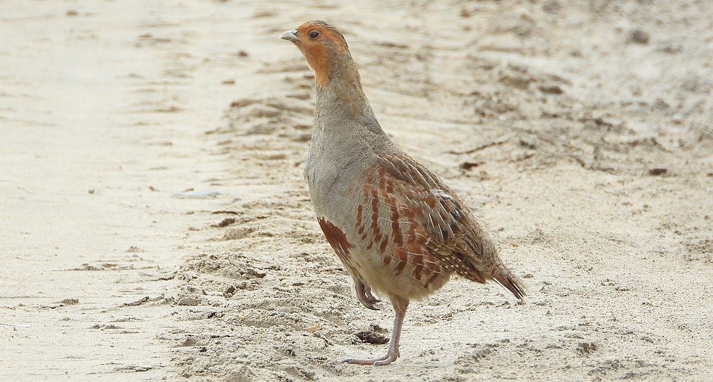 Kuropatwa zwyczajna, kuropatwa (Perdix perdix)