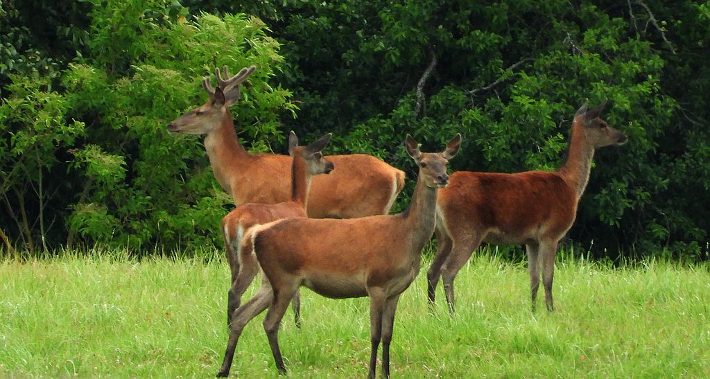 Jeleń szlachetny (Cervus elaphus)