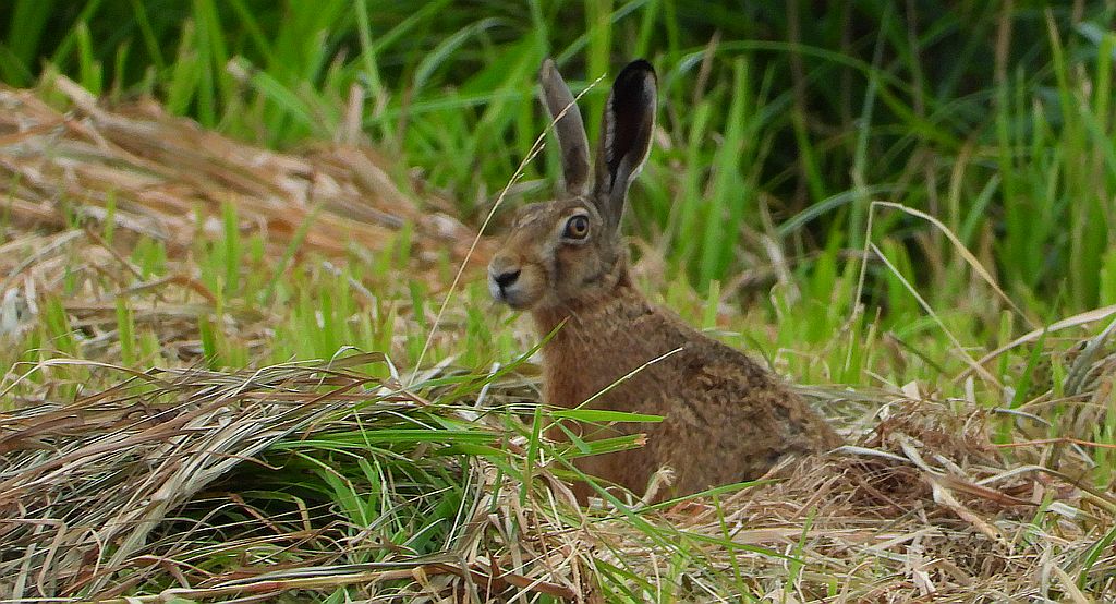 Zając szarak (Lepus europaeus)