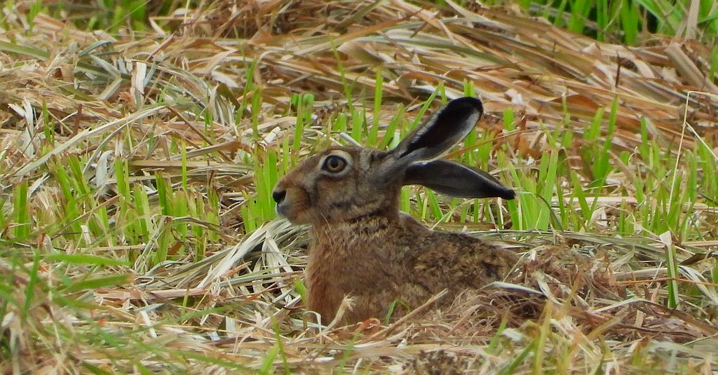Zając szarak (Lepus europaeus)