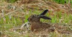 Zając szarak (Lepus europaeus)