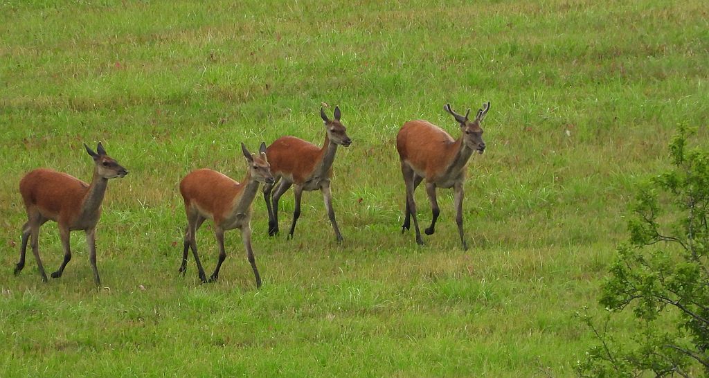 Jeleń szlachetny (Cervus elaphus)