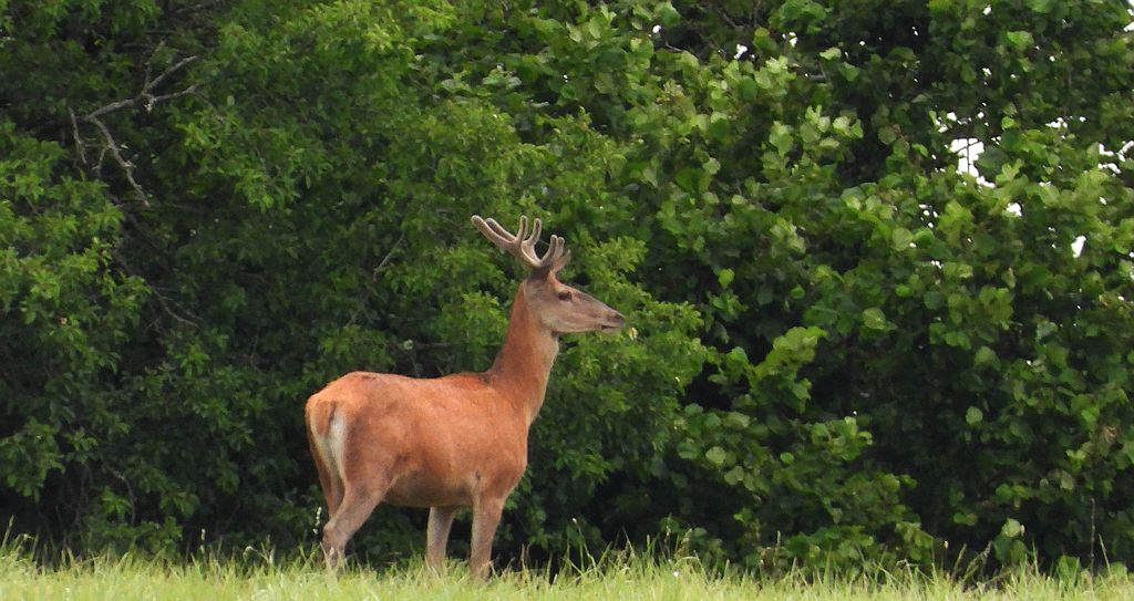 Jeleń szlachetny (Cervus elaphus)