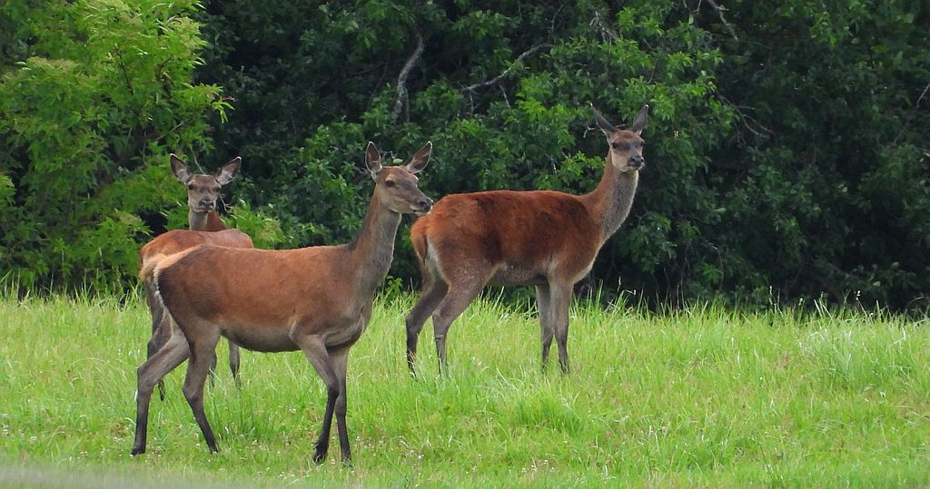 Jeleń szlachetny (Cervus elaphus)