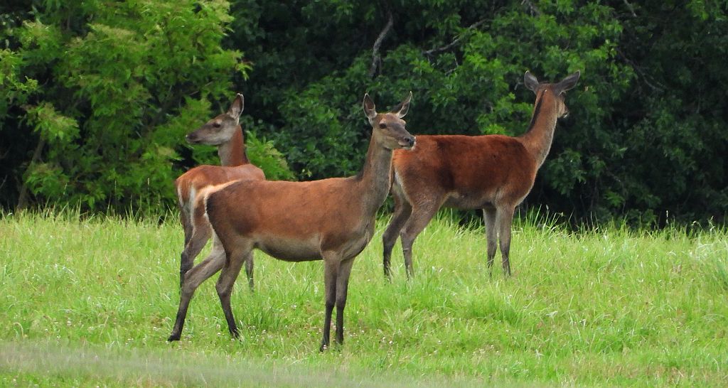Jeleń szlachetny (Cervus elaphus)