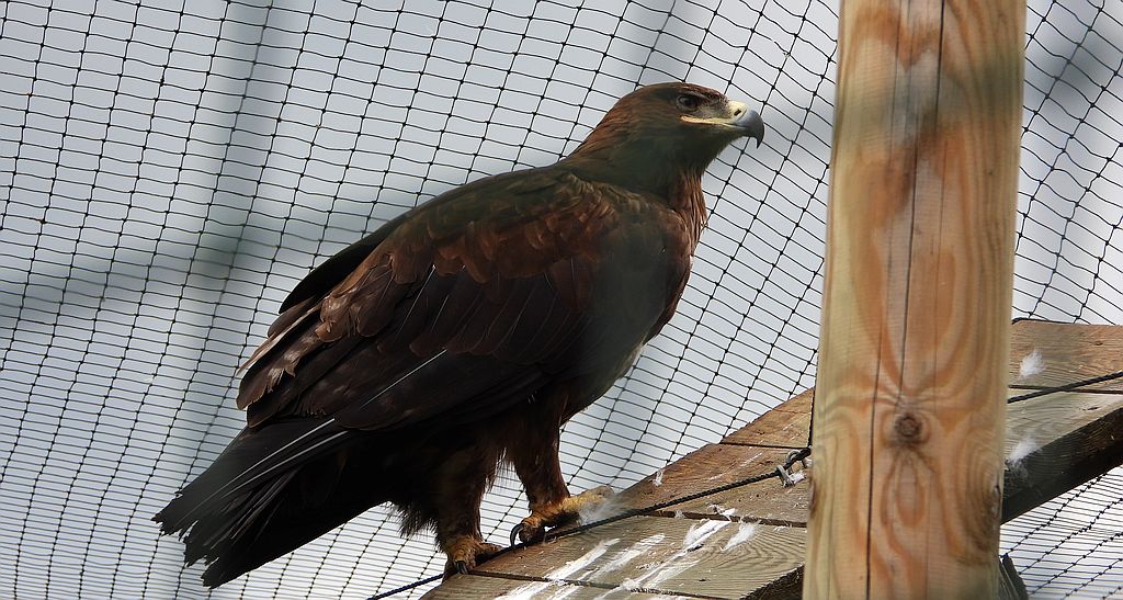 Orzeł stepowy (Aquila nipalensis)