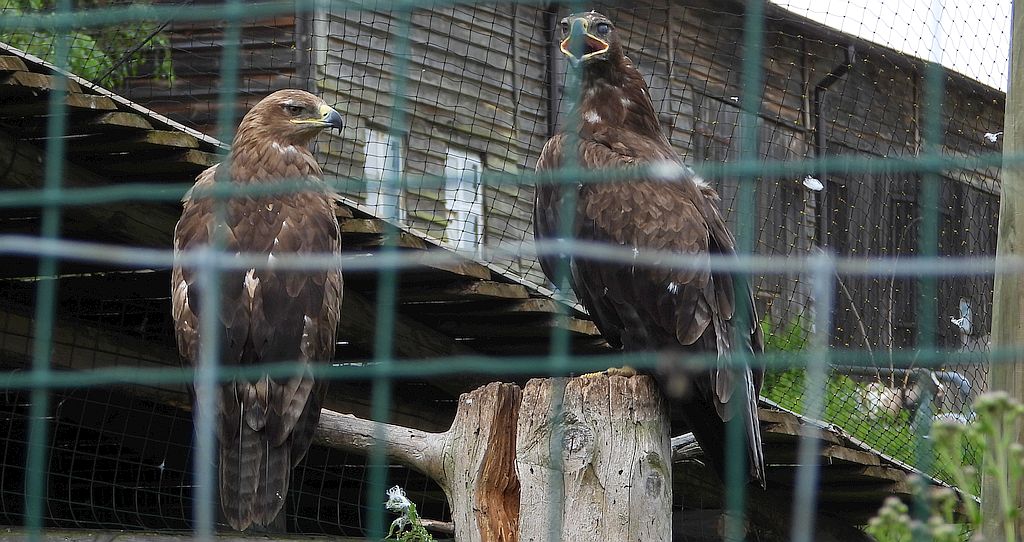 Orzeł stepowy (Aquila nipalensis)