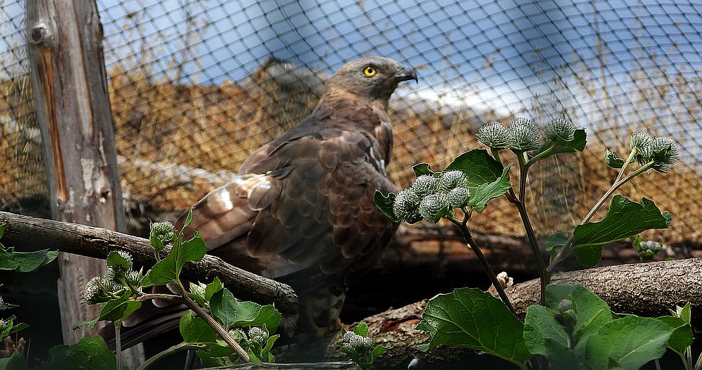 Trzmielojad zwyczajny, trzmielojad, pszczołojad (Pernis apivorus)