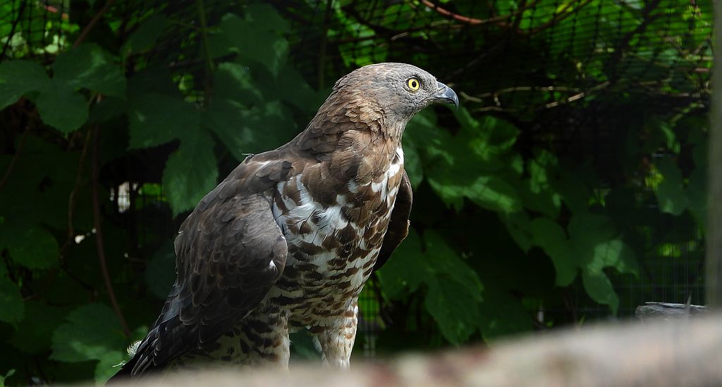 Trzmielojad zwyczajny, trzmielojad, pszczołojad (Pernis apivorus)