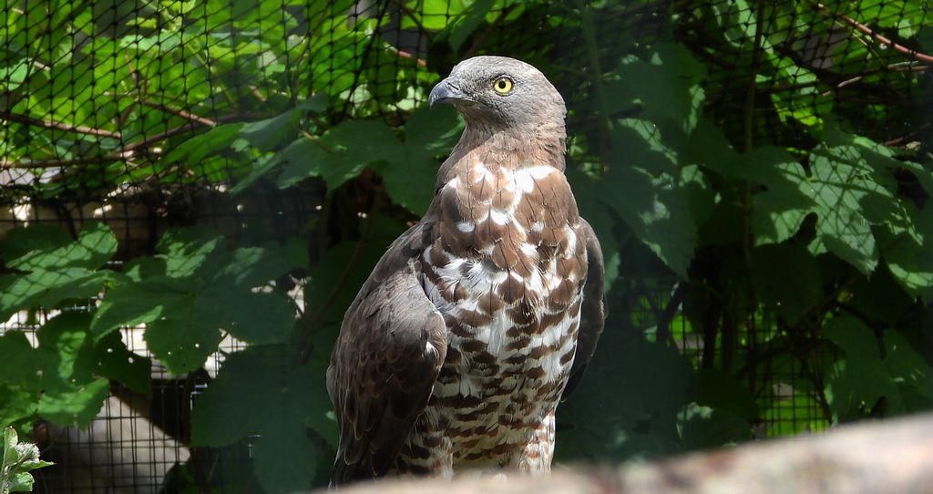 Trzmielojad zwyczajny, trzmielojad, pszczołojad (Pernis apivorus)