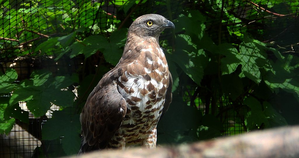 Trzmielojad zwyczajny, trzmielojad, pszczołojad (Pernis apivorus)