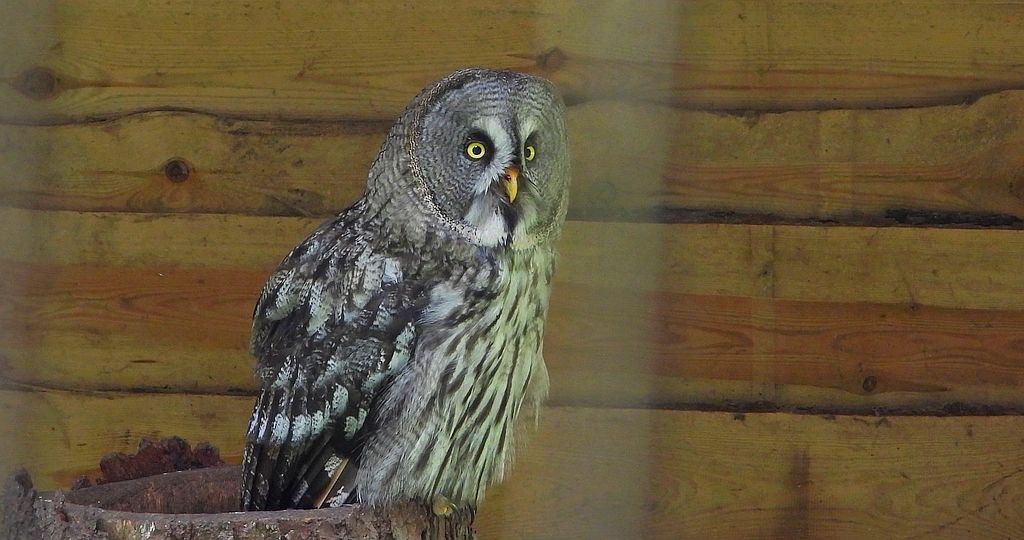 Puszczyk mszarny, sowa mszarna (Strix nebulosa)