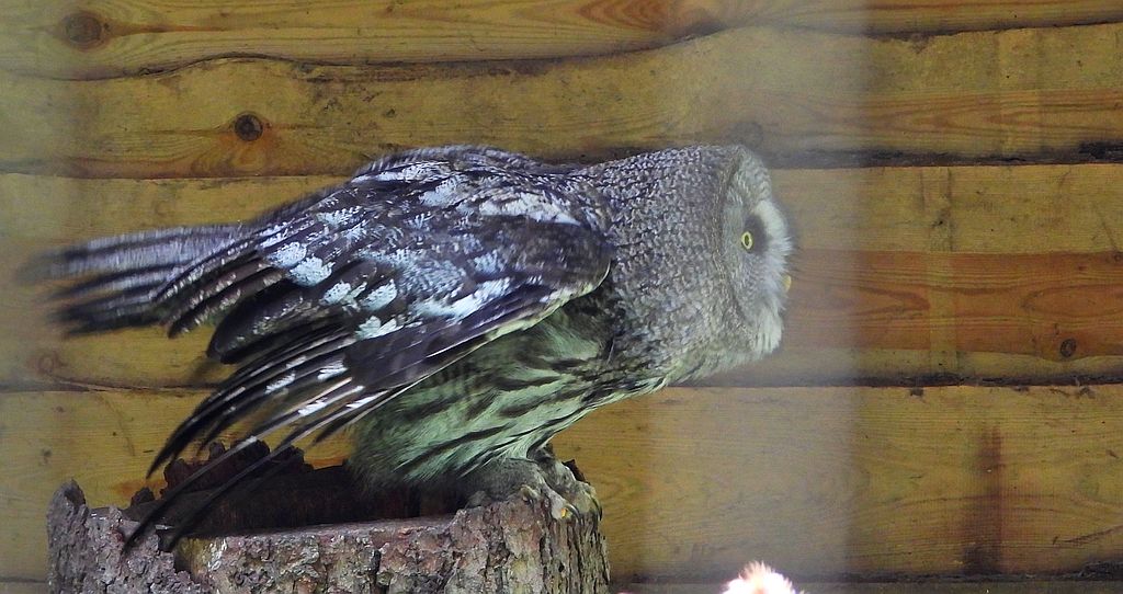 Puszczyk mszarny, sowa mszarna (Strix nebulosa)