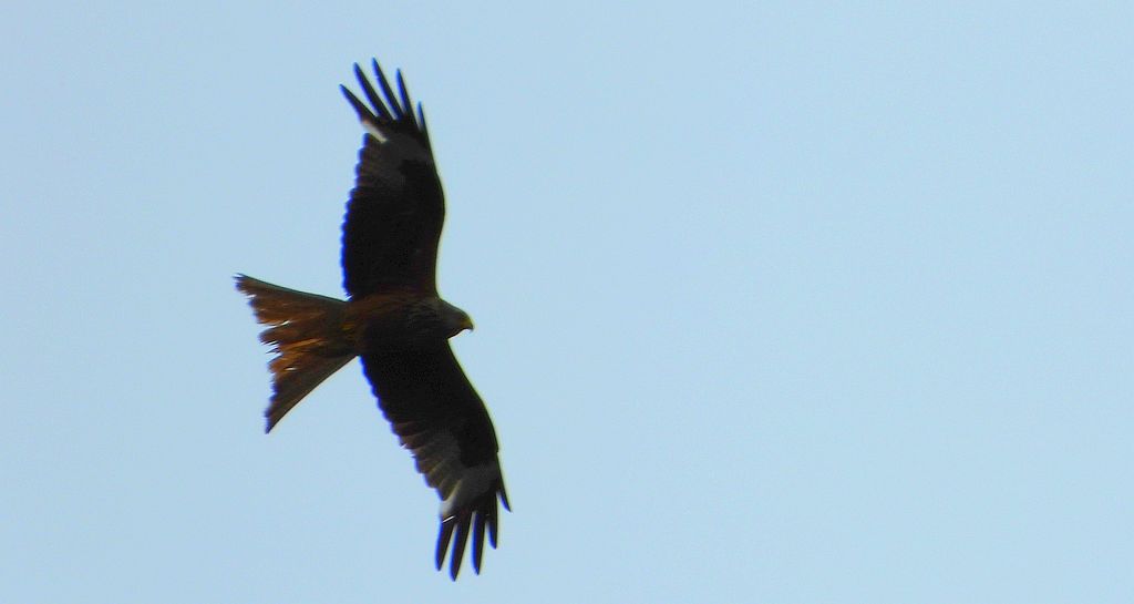 Kania ruda, kania rdzawa (Milvus milvus)