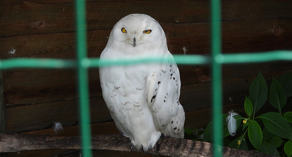 Puchacz śnieżny, sowa śnieżna (Bubo scandiacus)