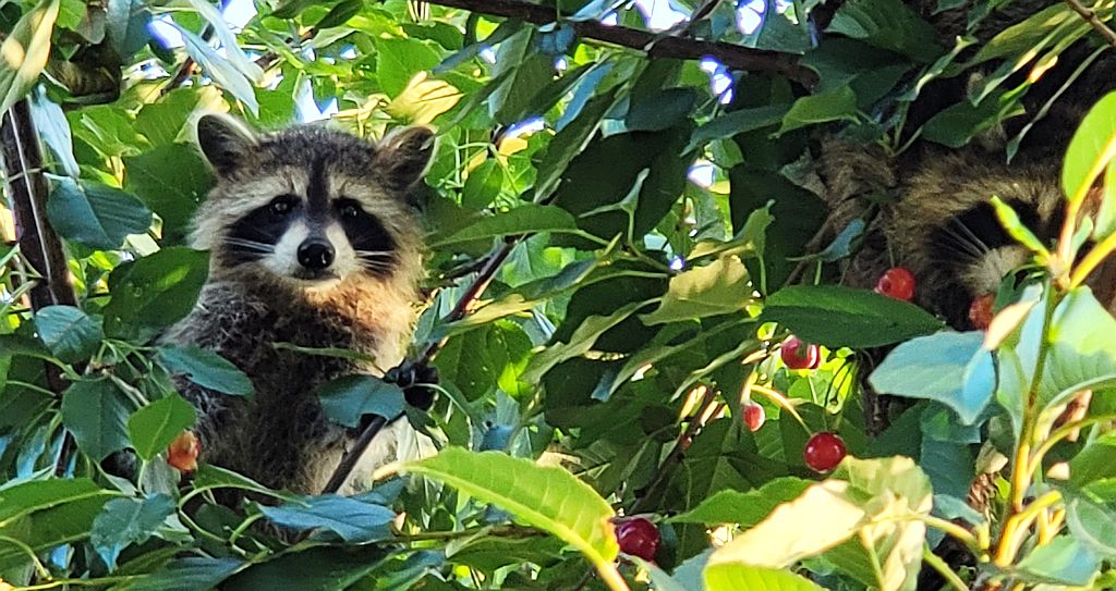 Szop pracz, szop amerykański (Procyon lotor)