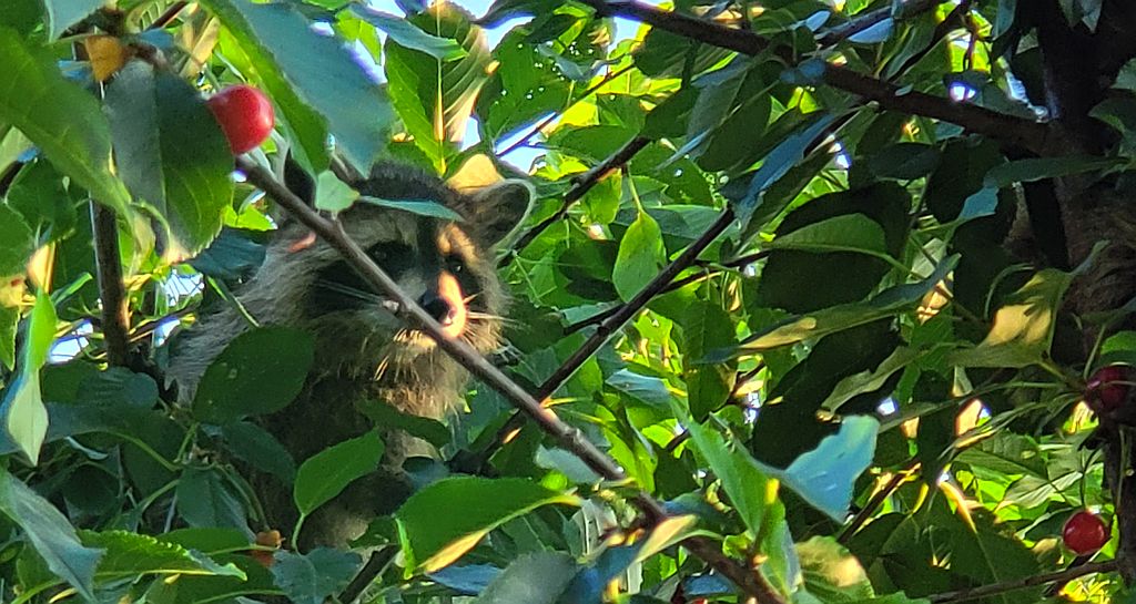 Szop pracz, szop amerykański (Procyon lotor)