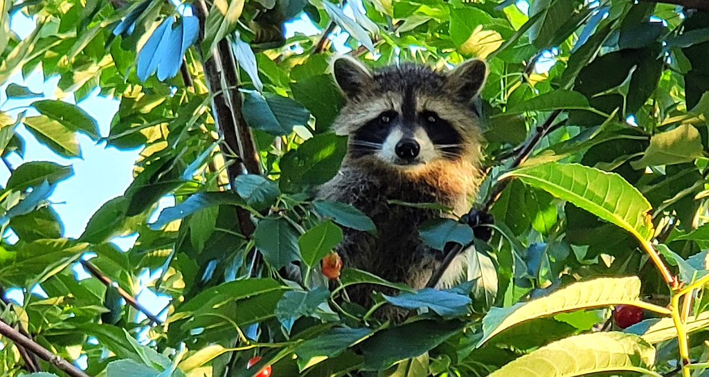Szop pracz, szop amerykański (Procyon lotor)