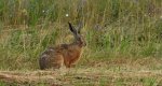 Zając szarak (Lepus europaeus)