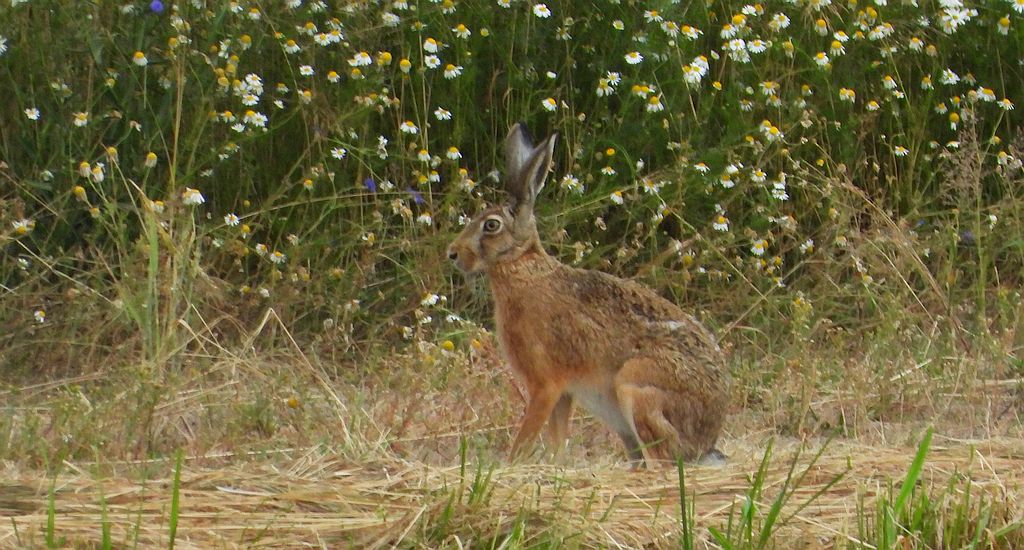 Zając szarak (Lepus europaeus)