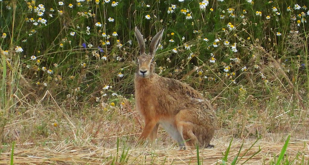 Zając szarak (Lepus europaeus)