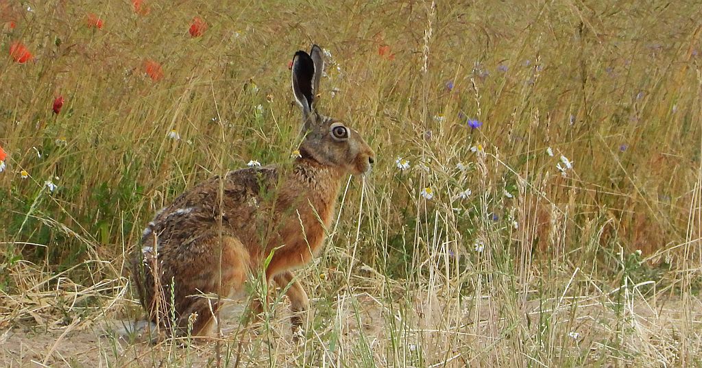 Zając szarak (Lepus europaeus)