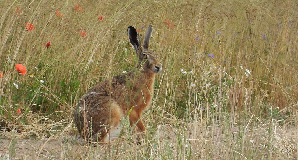 Zając szarak (Lepus europaeus)