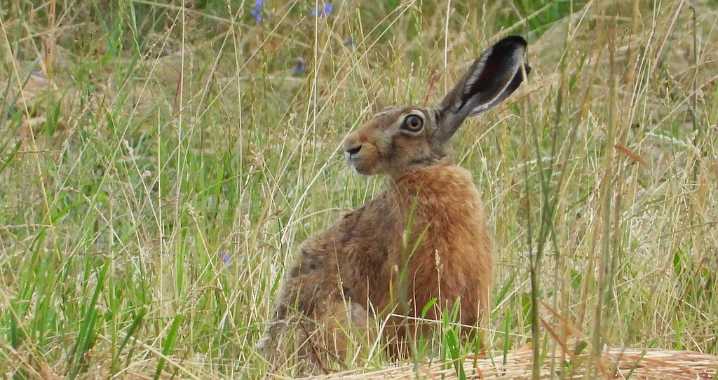 Zając szarak (Lepus europaeus)