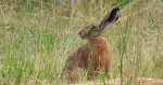 Zając szarak (Lepus europaeus)